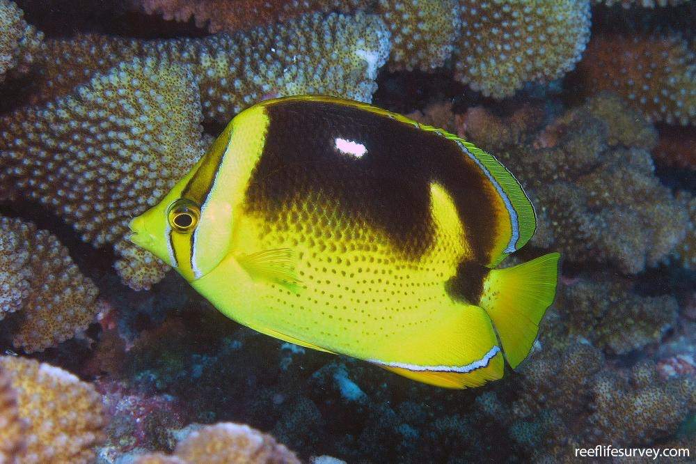 Fourspot Butterflyfish