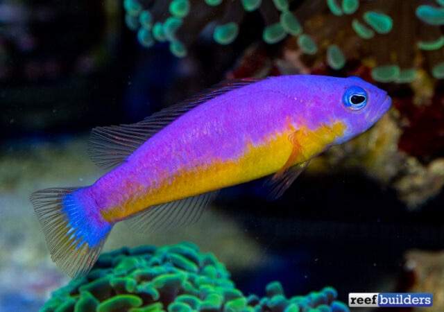 Gold-Head Dottyback