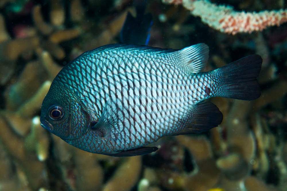 Three-Spot Damselfish