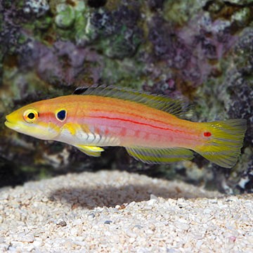 Yellow-spotted Hogfish