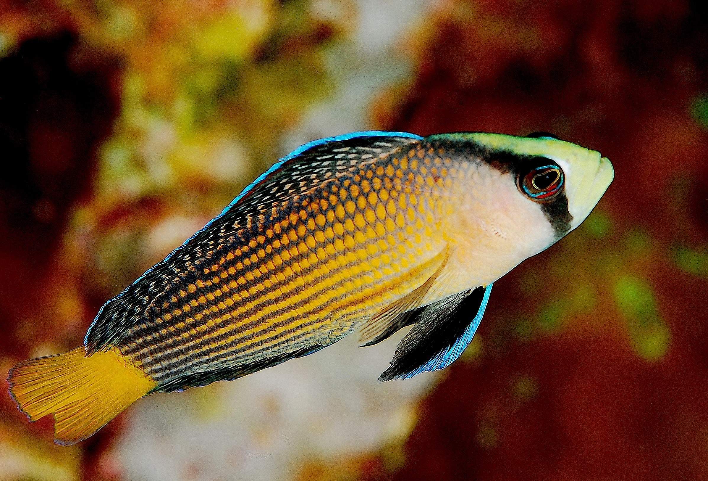 Allen's Dottyback