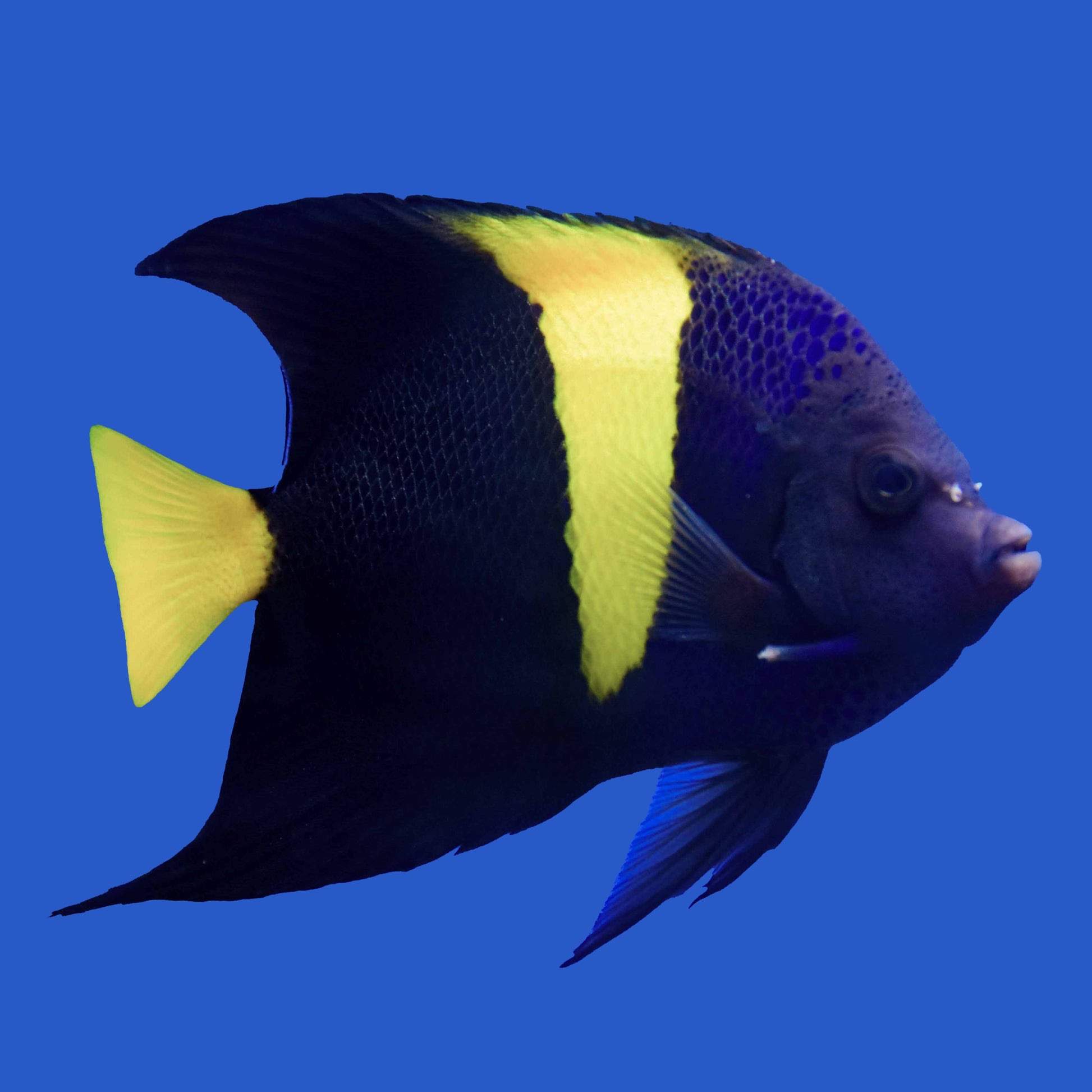 Arabian Angelfish
