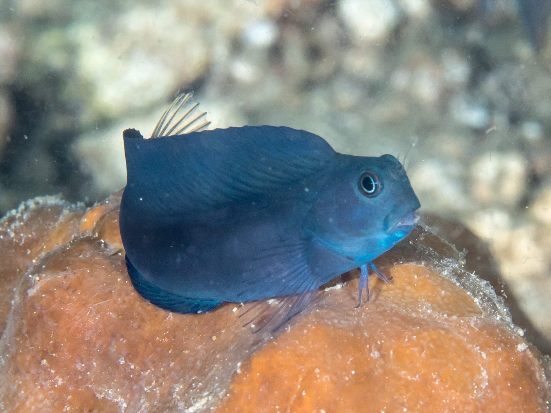 Brown Coral Blenny