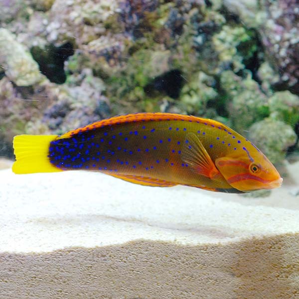 Yellow-Tail Coris