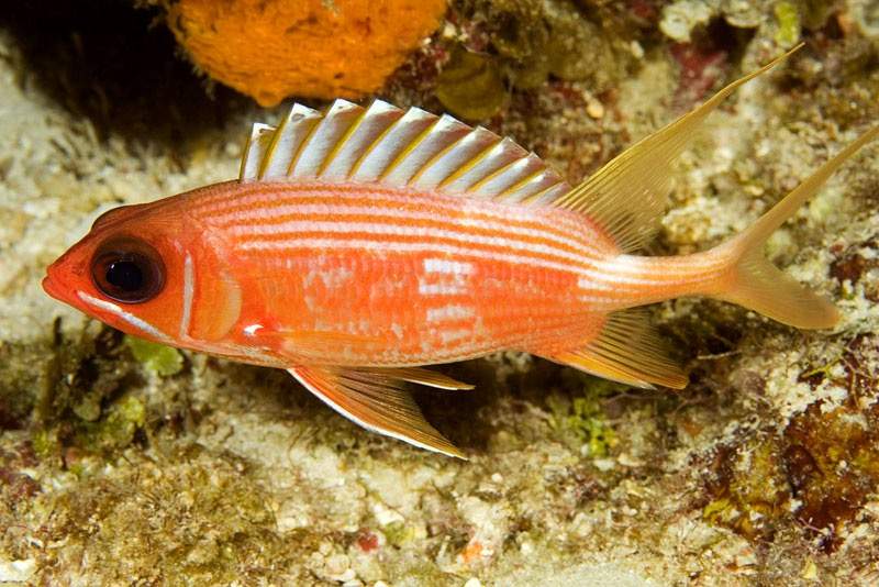 Crown Squirrelfish