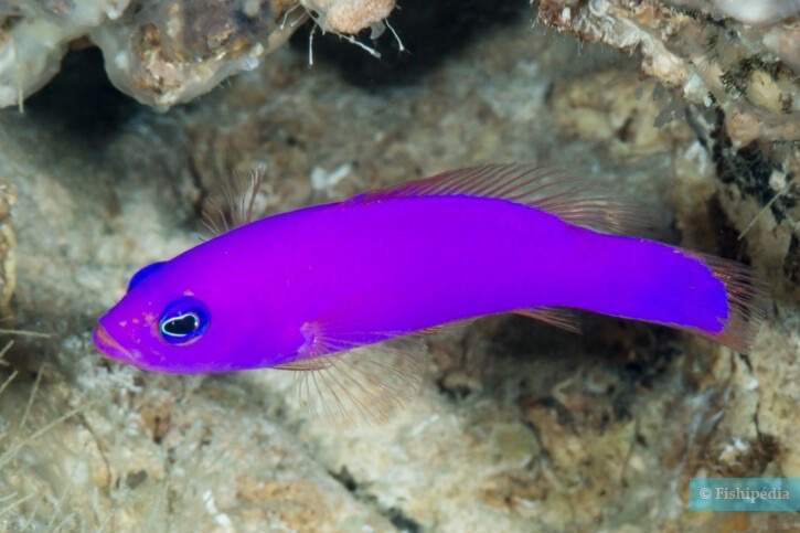 Magenta Dottyback