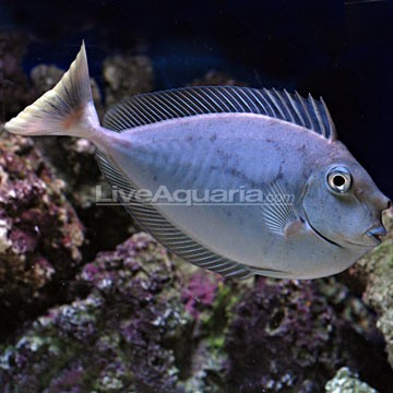 Blue Tang