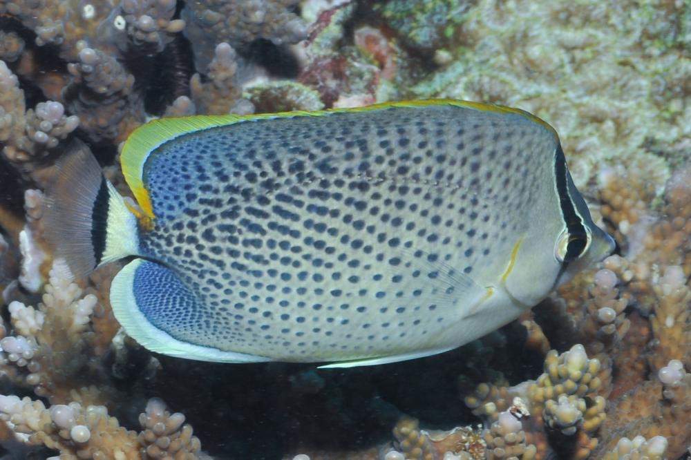 Spotted Butterflyfish