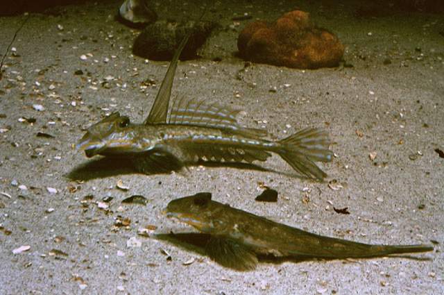 Marquesan Dragonet