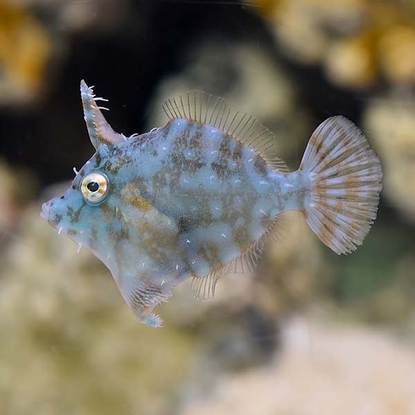 Bristletail Filefish