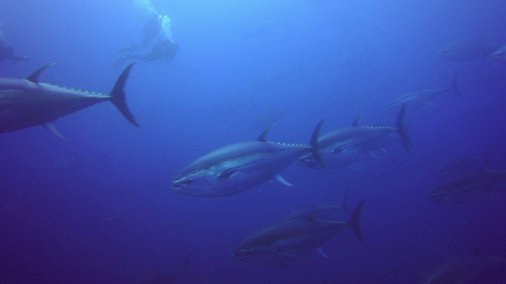 Lesson's Sweetlips