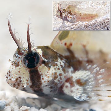 Horn-nosed Boxfish