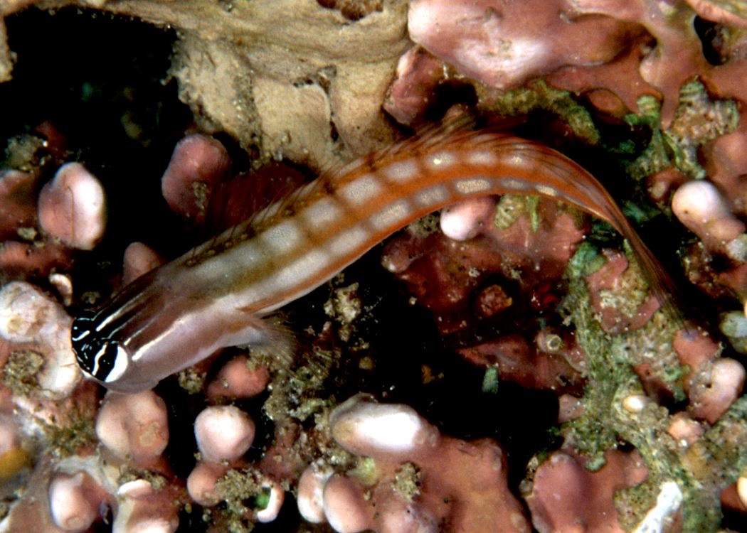 Smooth-Fin Blenny