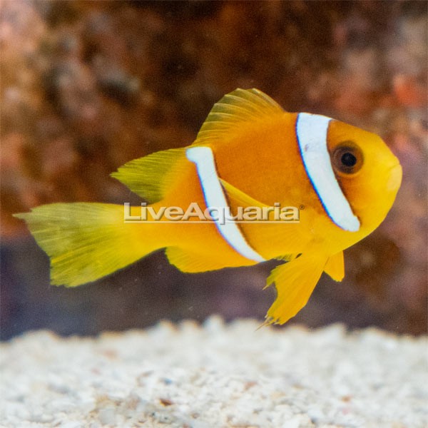 Two-band Clownfish