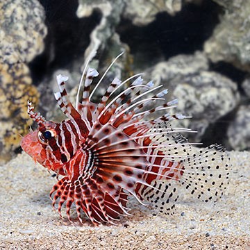 Red Lionfish