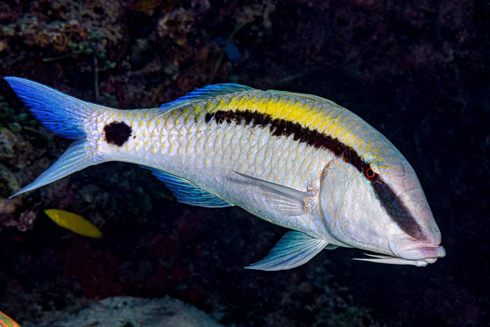 Dash-and-Dot Goatfish