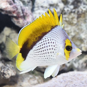 Western Triangle Butterflyfish