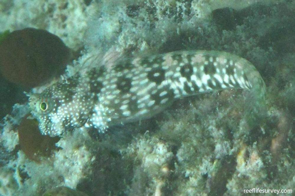 White-Spotted Blenny