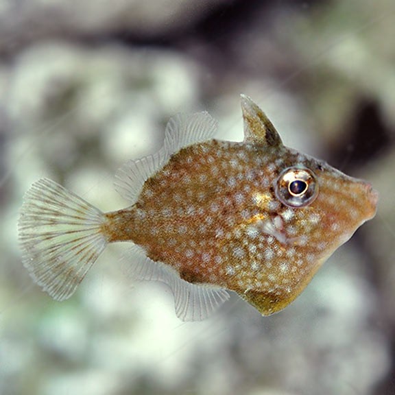 Captive-Bred Whitespotted Pygmy Filefish