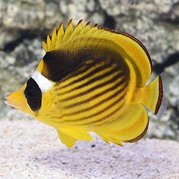 Raccoon Butterflyfish