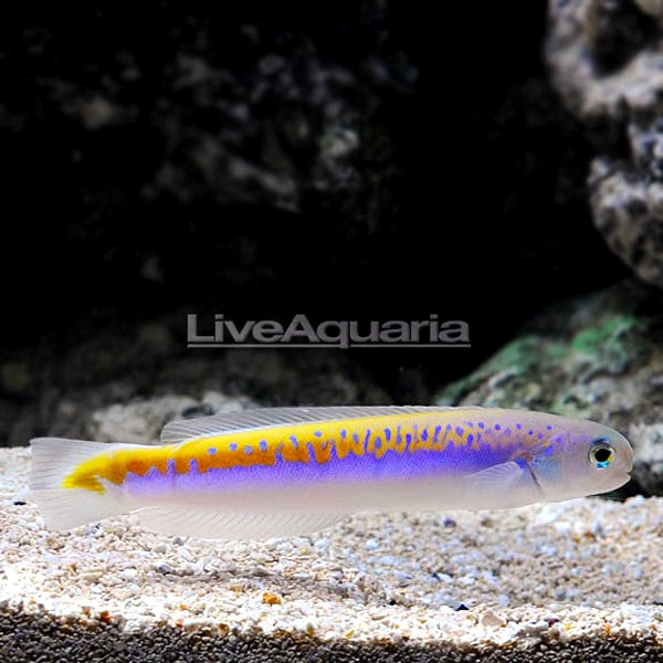 Red-Spotted Tilefish