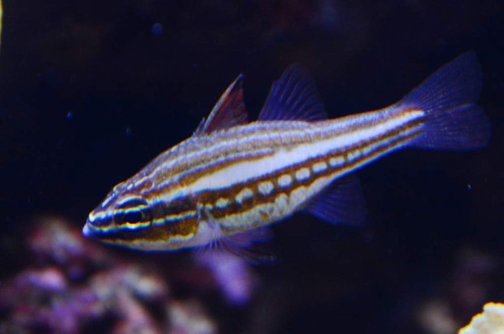 Pearl-Spotted Cardinalfish