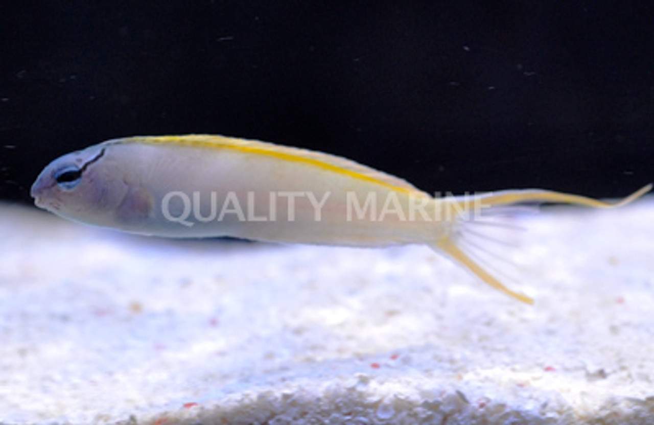 Two-Holed Fangblenny