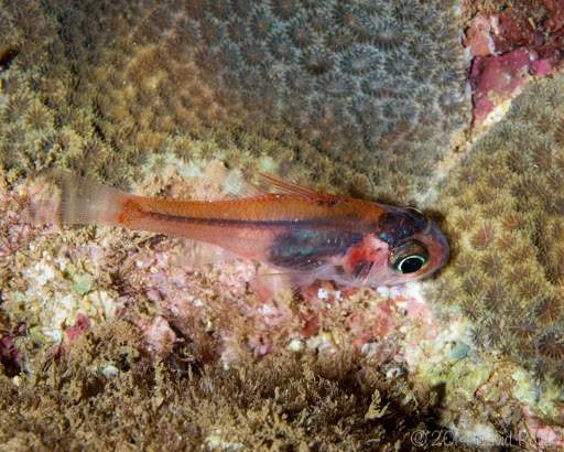 Scarlet Cardinalfish