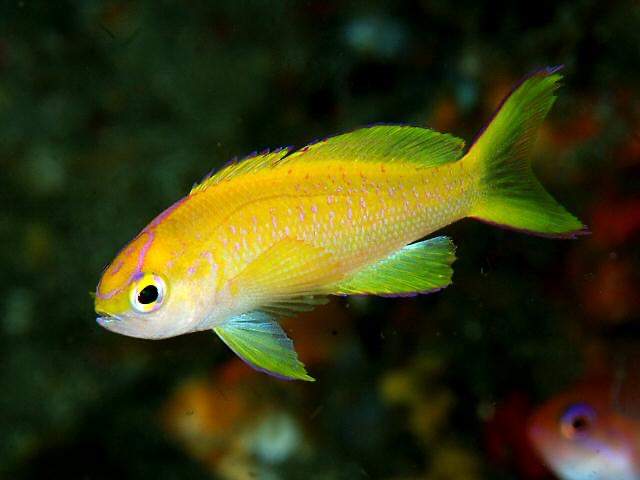 Small-Mouth Anthias