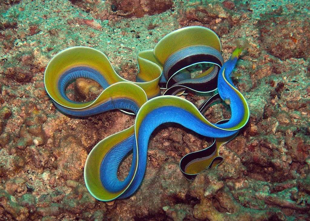 Ribboned Sweetlips