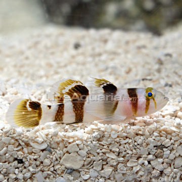 Barred Thicklip Wrasse
