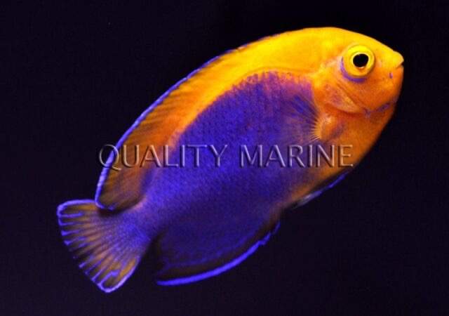 Resplendent Angelfish
