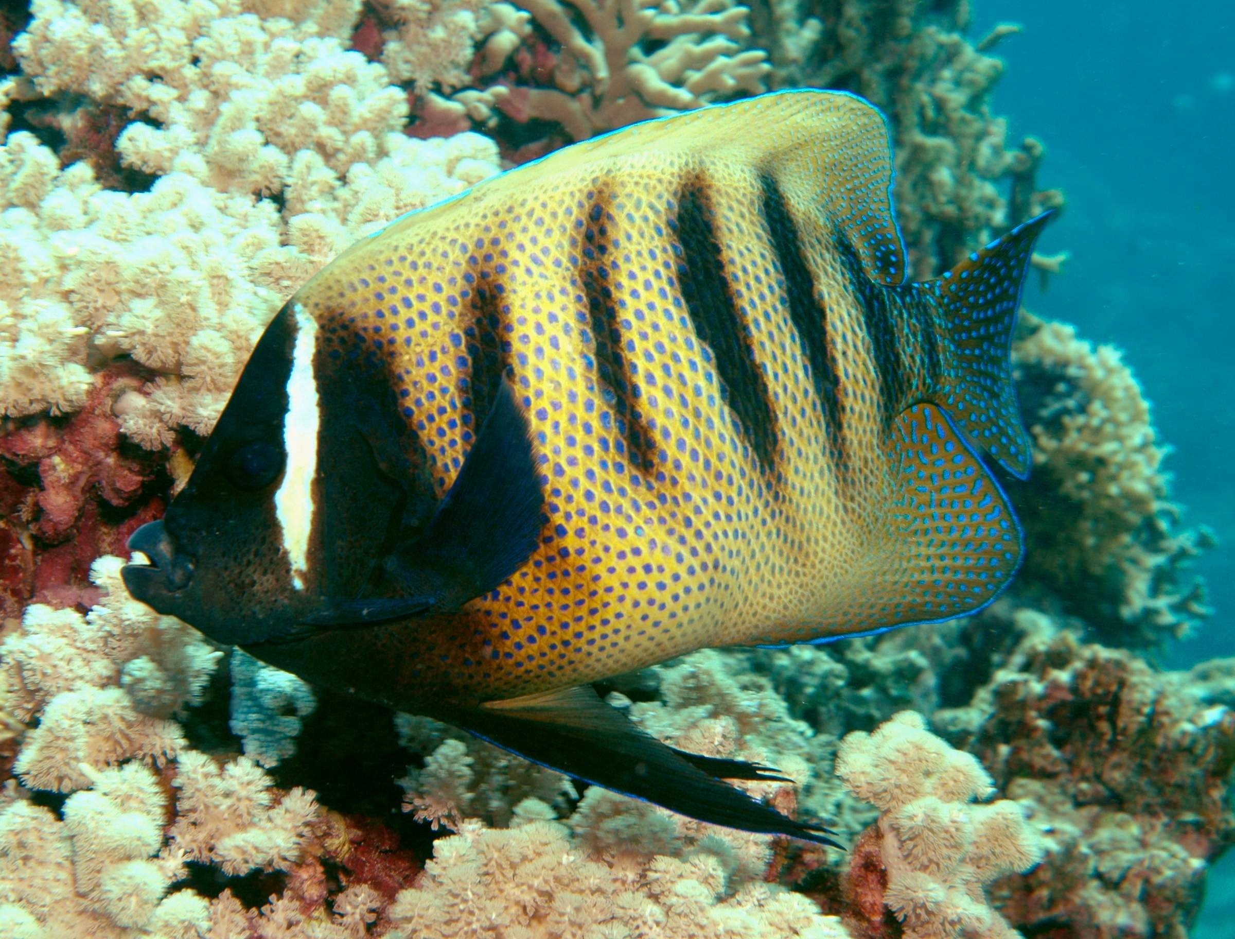 Six-Banded Angelfish