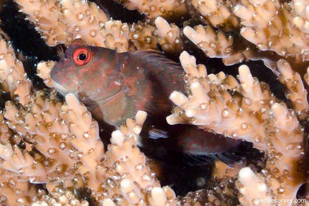 Chestnut Blenny