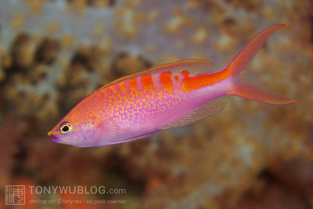 Lori's Anthias