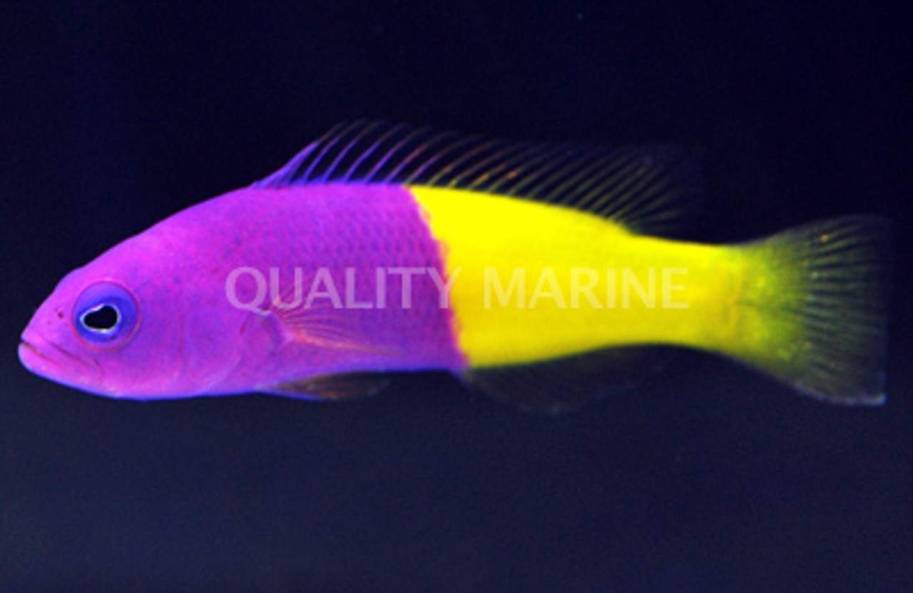 Coral Sea Dottyback