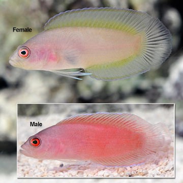 Red Dottyback