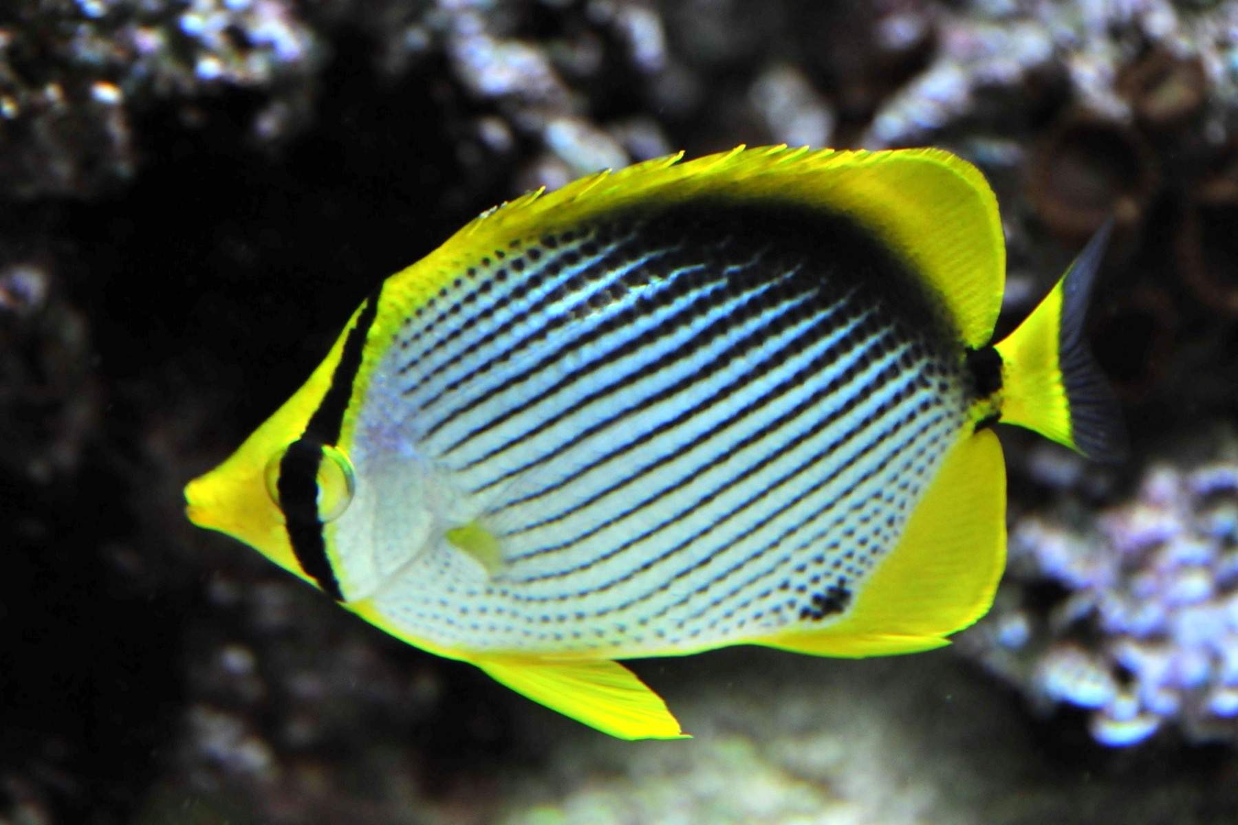 Gardner's Butterflyfish