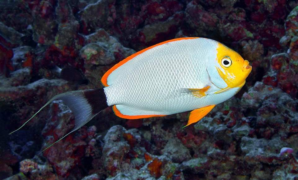 Masked Angelfish
