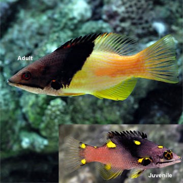 Coral Hawkfish