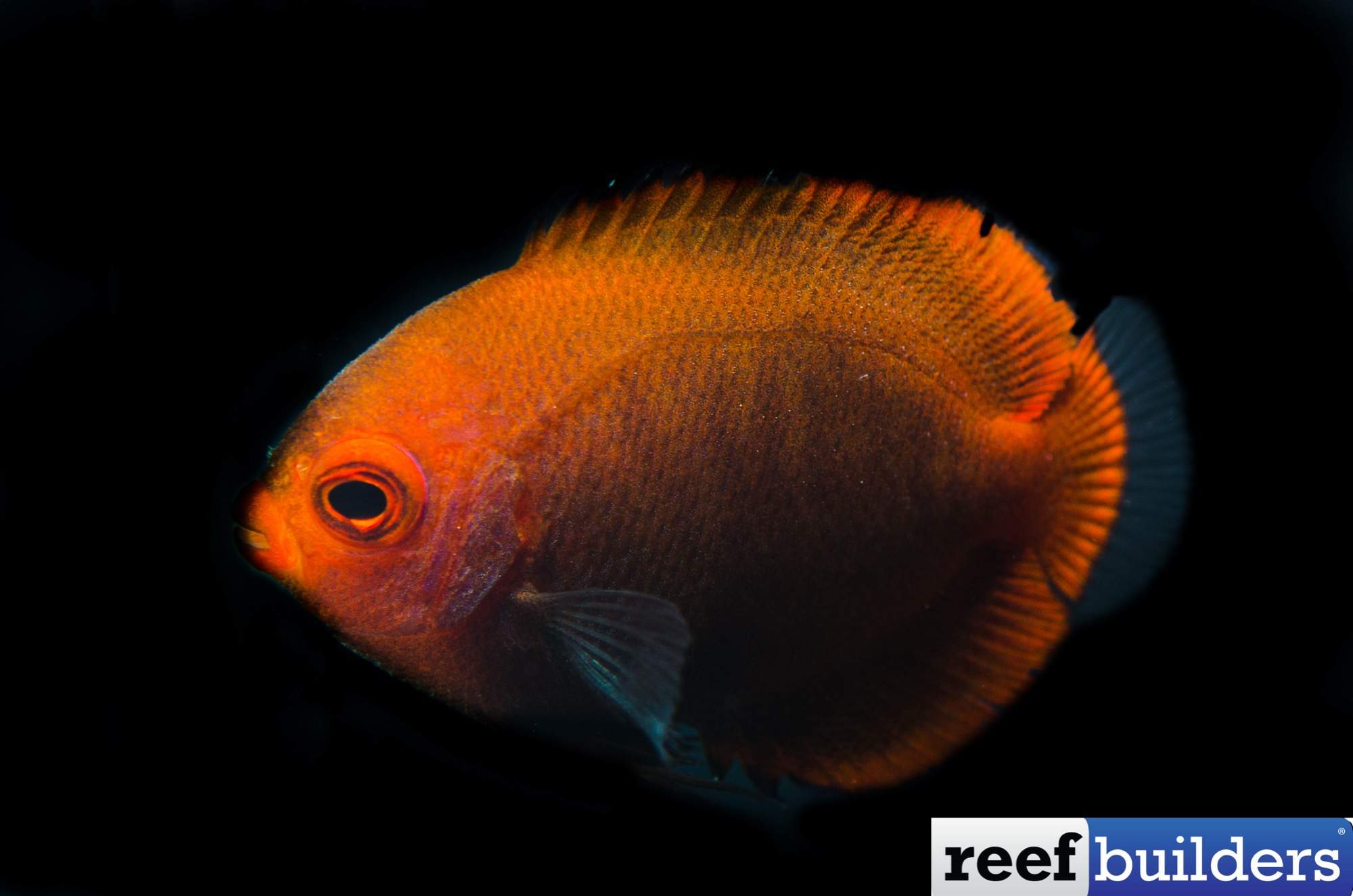 Golden Angelfish