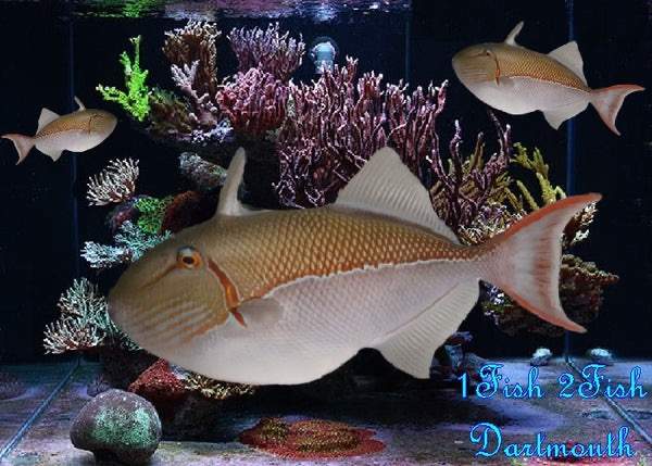Blue-Lined Triggerfish