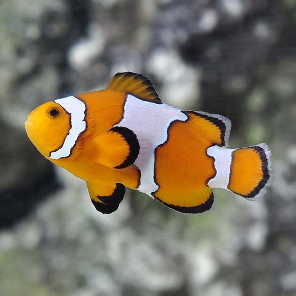 Proaquatix Captive-Bred Tomato Clownfish
