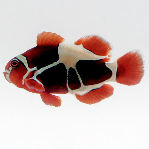Maroon Clownfish