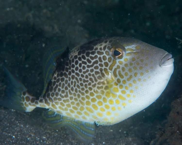 Starry Triggerfish