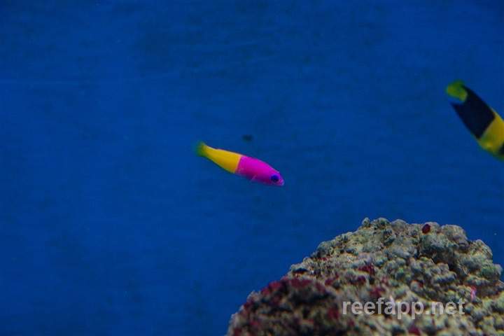 Royal Dottyback