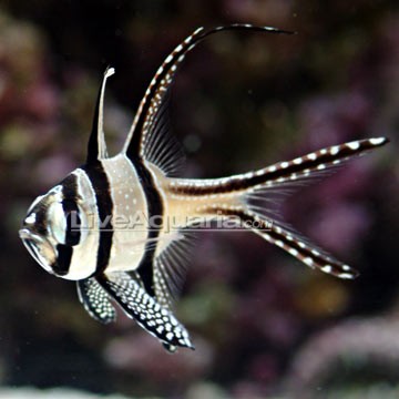 Fukui's Cardinalfish