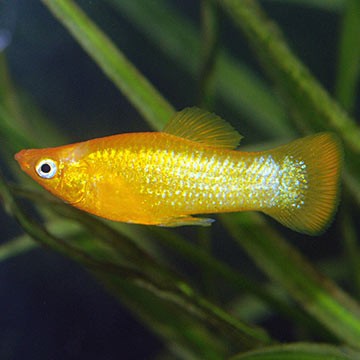 Gold Dot Maroon Clownfish