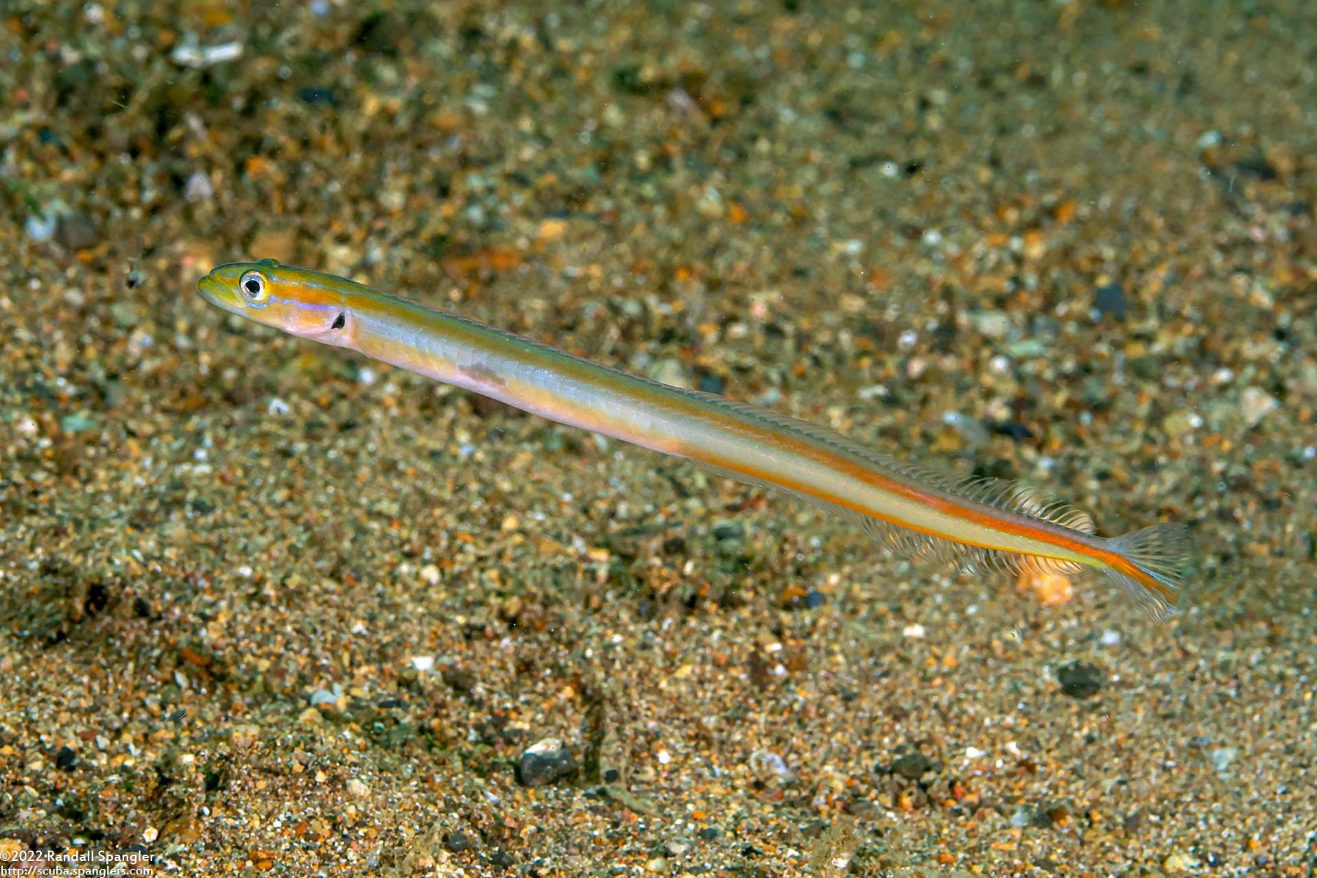 Onespot Wormfish