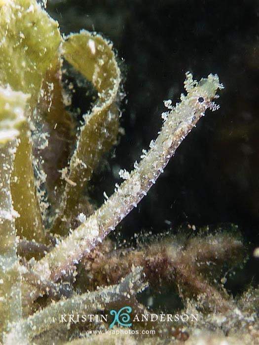 Duncker's Pipefish